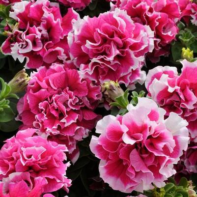 Petunia Pirouette Rose
