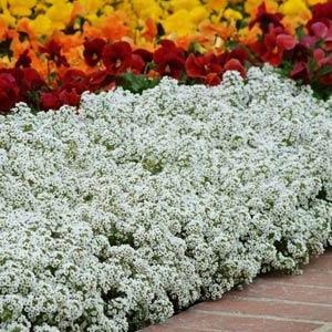 Alyssum Sweetie White