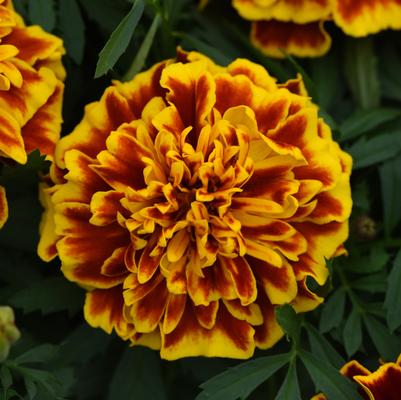 Marigold Bonanza Bee