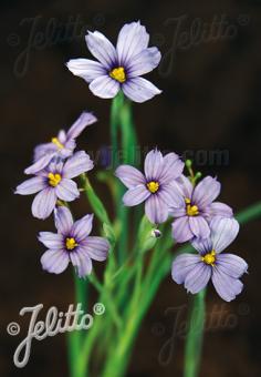 Sisyrinchium angustifolium 