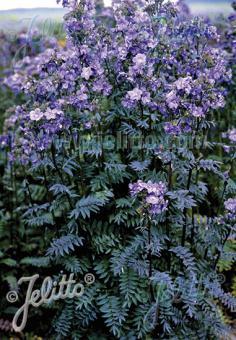 Polemonium yezoense Purple Rain Strain