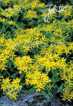 Sedum Czar's Gold