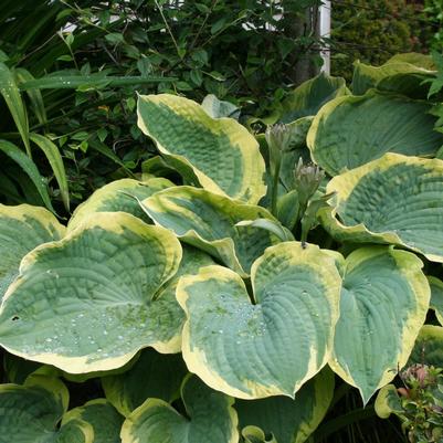 Hosta Earth Angel