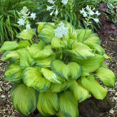 Hosta Stained Glass