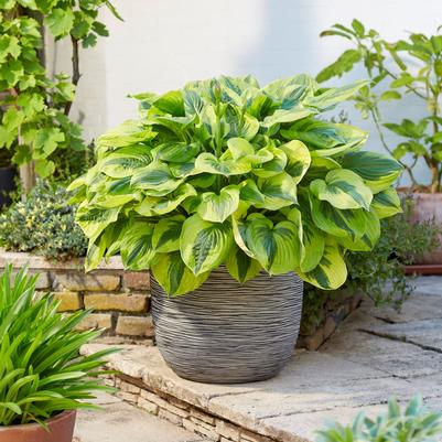 Hosta Summer Lovin'