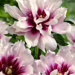 Paeonia Cora Louise