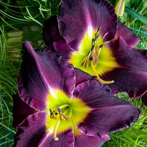 Hemerocallis Bela Lugosi