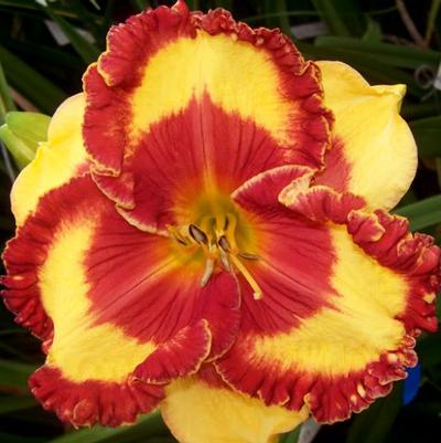 Hemerocallis Band of Fire