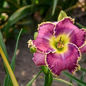 Hemerocallis Raspberry Eclipse