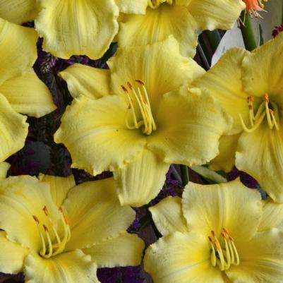 Hemerocallis Stella Supreme