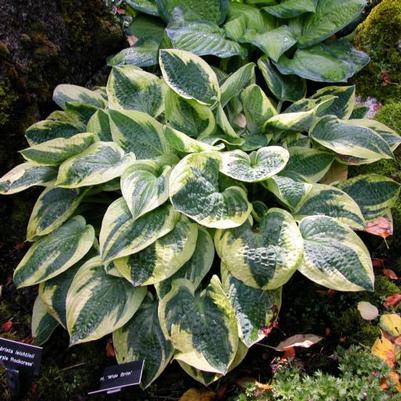 Hosta Wide Brim