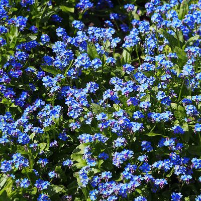 Myosotis sylvatica Bluesylva