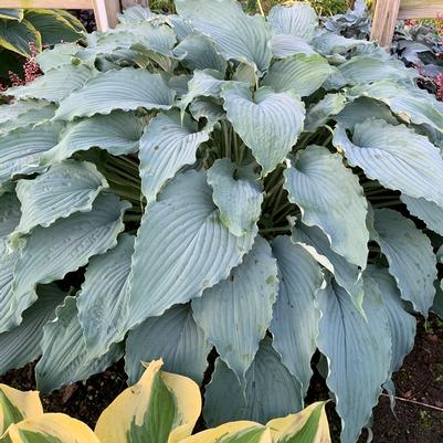 Hosta Wind Beneath My Wings
