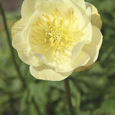 Trollius Alabaster
