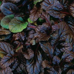Ajuga reptans Mahogany