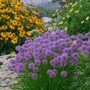 Allium Millenium