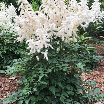 Astilbe japonica Deutschland