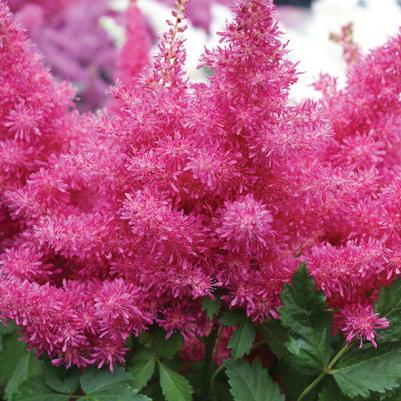 Astilbe Music™ Drum & Bass