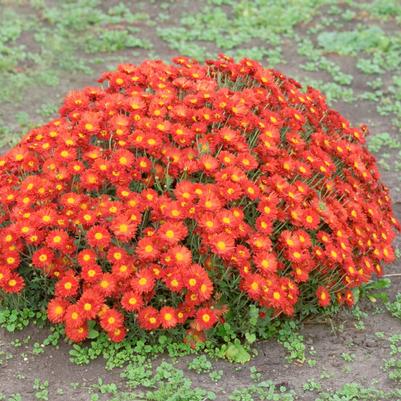 Chrysanthemum Mammoth Dark Bronze Daisy
