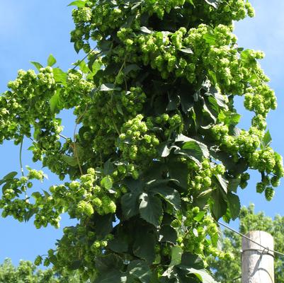 Humulus lupulus Nugget