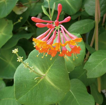 Lonicera x brownii Dropmore Scarlet