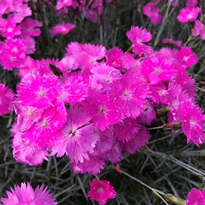 Dianthus gratianopolitanus Firewitch