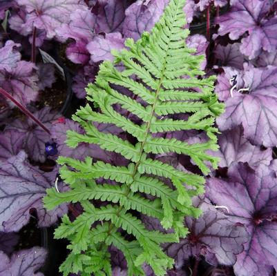 Dryopteris affinis Cristata The King