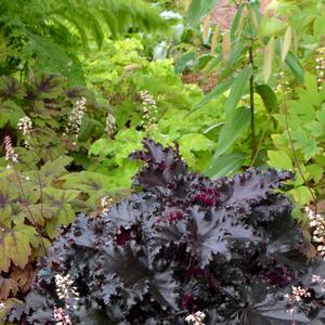 Heuchera Black Taffeta