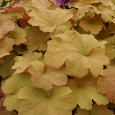 Heuchera villosa Caramel