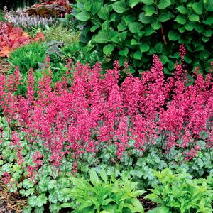 Heuchera Paris