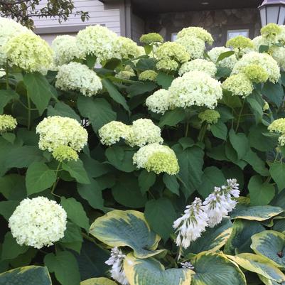 Hydrangea arborescens Annabelle