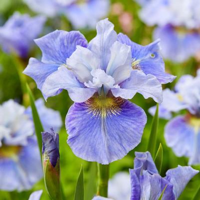 Iris sibirica Peacock Butterfly™ Mission Bay