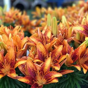 Lilium asiaticum Lily Looks Tiny Orange Sensation