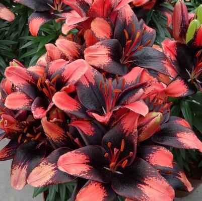 Lilium asiaticum Lily Looks Tiny Shadow