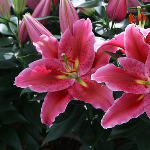 Lilium Lily Looks Sunny Martinique