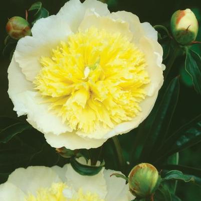 Paeonia Garden Peony Primevere