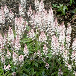 Tiarella Candy Striper