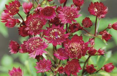 Astrantia major Ruby Wedding