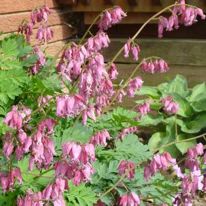 Dicentra Luxuriant