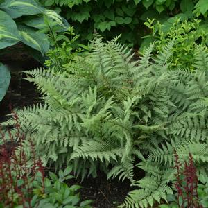 Athyrium Ghost