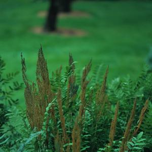 Osmunda regalis 