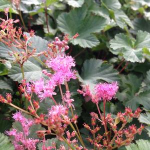 Filipendula Kahome