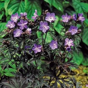 Geranium pratense Dark Reiter