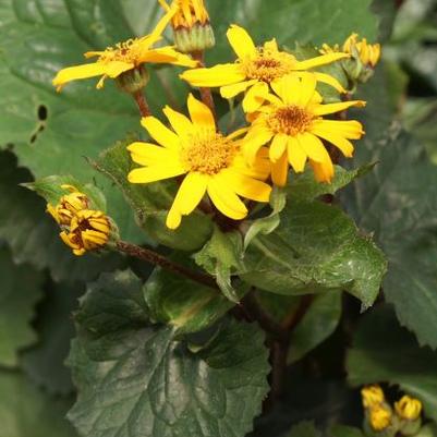 Ligularia dentata Desdemona