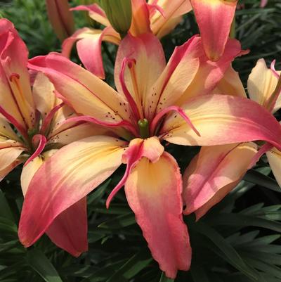 Lilium asiaticum Delicate Joy