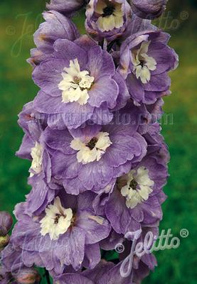 Delphinium Pacific Giants Cameliard