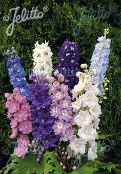 Delphinium Pacific Giants Mix