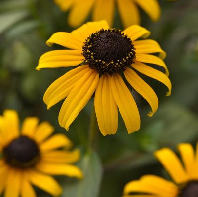Rudbeckia fulgida GoldBlitz