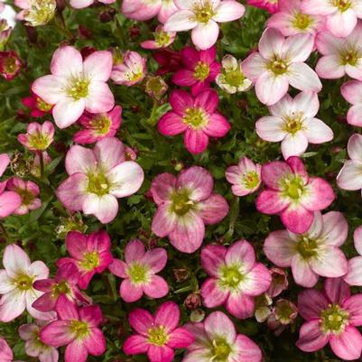 Saxifraga Lofty Pink Shades