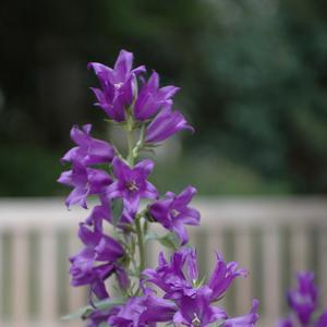 Campanula latifolia macrantha 